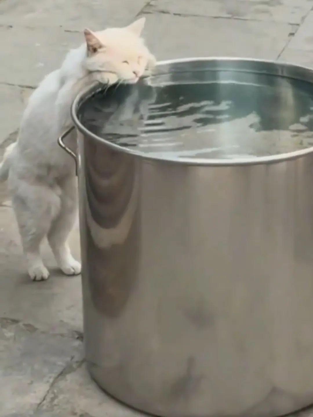 小猫喝水姿势“撞脸”三星堆文物？博物馆：该文物并非来自三星堆，有可能是它