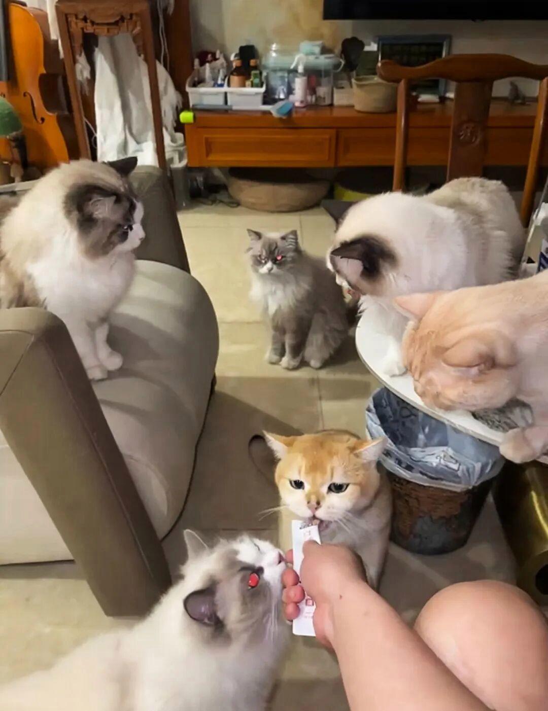 冲上热搜！广州一民宿推出让猫咪陪睡服务，房价一晚最高超千元