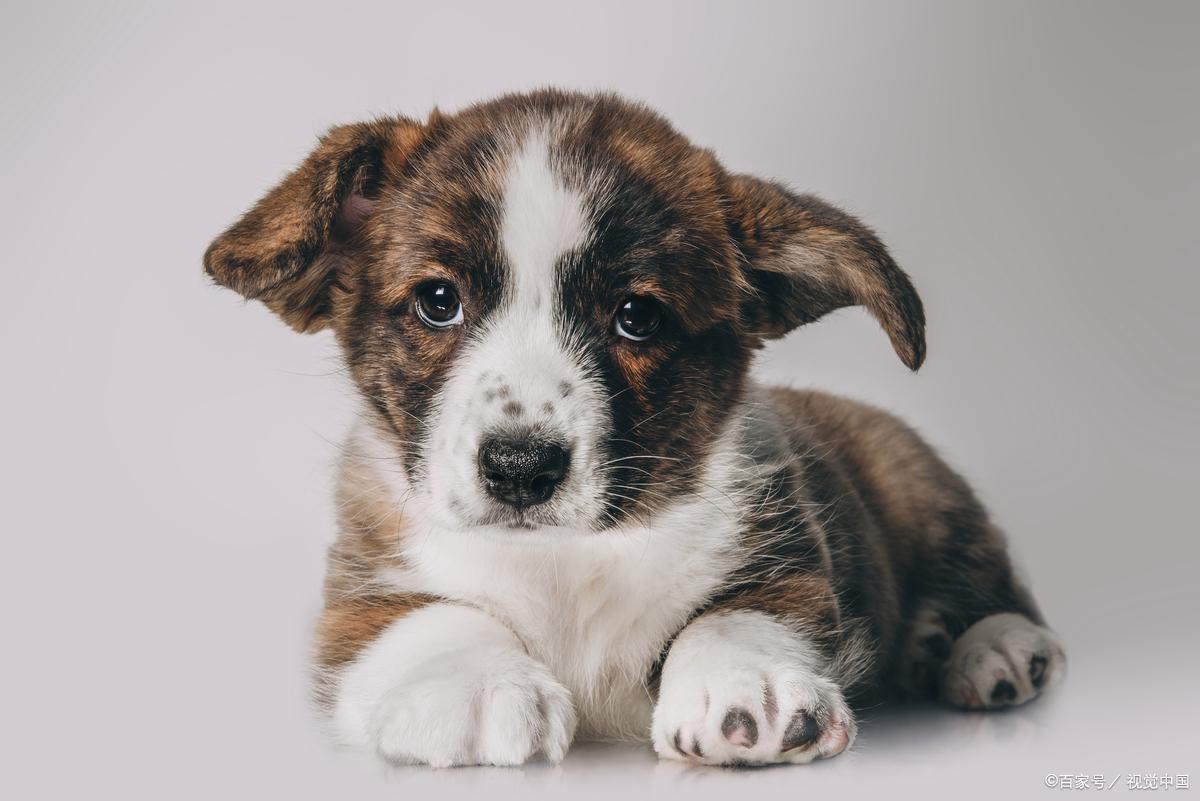 新手想养狗一般推荐大型犬还是小型犬？