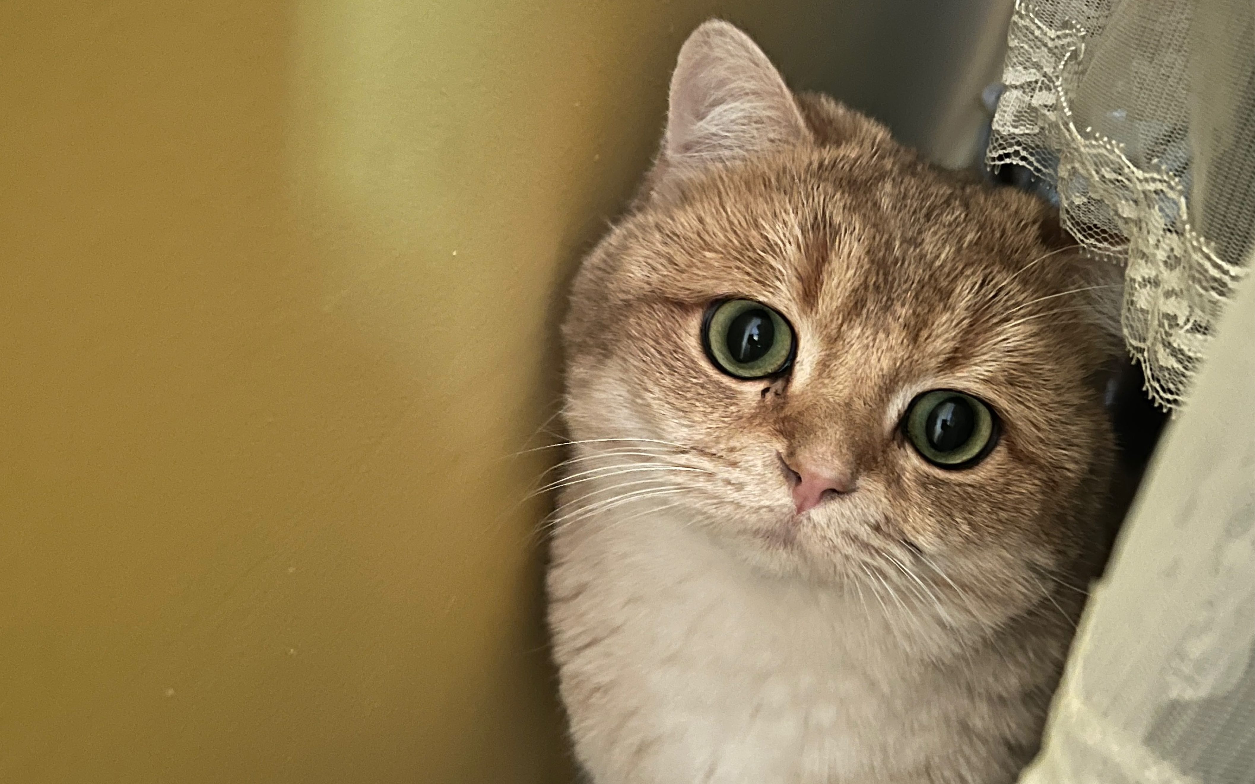 全国每4个猫地名，就有1个在湖南？湖南人是有多爱猫？
