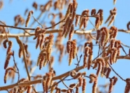 过去杨树多很少杨絮,为何今杨树少反而杨絮多?得给杨树绝育