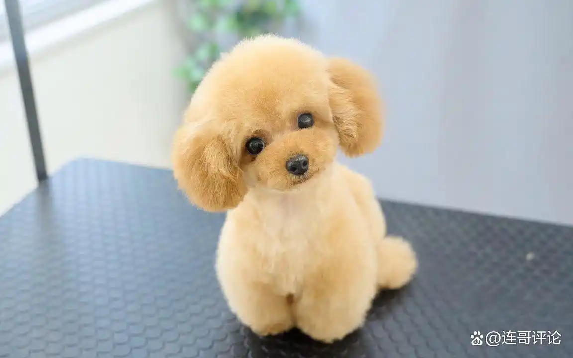 宠物犬常见的15个品种，你都见过哪些呢